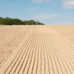 Wide plowed field with evenly ridged soil